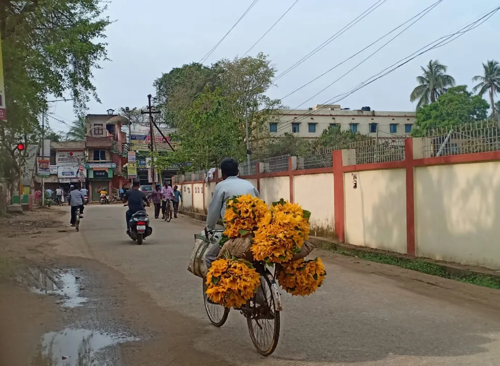  କଖାରୁ ଫୁଲ ବିକ୍ରି ପାଇଁ ସହର ଅଭିମୁଖେ ଯାଉଛନ୍ତି ଜଣେ ଚାଷୀ। (ଫଟୋ: ମନୋଜ ବିଶ୍ୱାଳ, ବାଲେଶ୍ୱର)