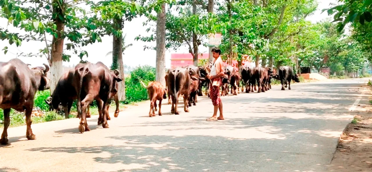  ଲକ୍‌ ଡାଉନ ଯୋଗୁଁ ଗାଈ, ମଇଁଷିଙ୍କ ପାଇଁ ସମସ୍ୟା ଉପୁଜିଲାଣି : ଘରୁ ତଡ଼ିବାକୁ ପ୍ରସ୍ତୁତ ହେଲେଣି ଚାଷୀ