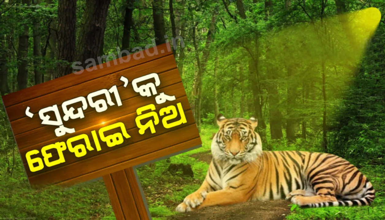  ମଧ୍ୟପ୍ରଦେଶକୁ ଓଡ଼ିଶା ବନବିଭାଗର ଚିଠି  : ଯେତେ ଶୀଘ୍ର ସମ୍ଭବ ବାଘୁଣୀ ସୁନ୍ଦରୀକୁ କାହ୍ନାକୁ ଫେରାଇ ନିଅ