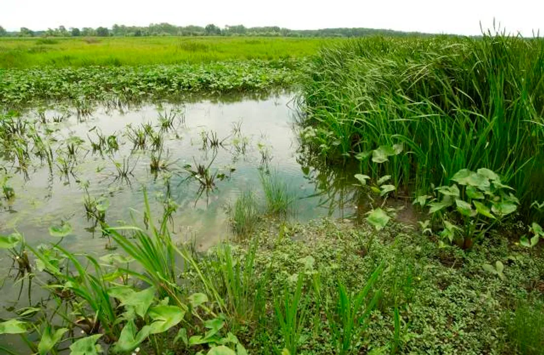  Great Missouri Birding Trail 