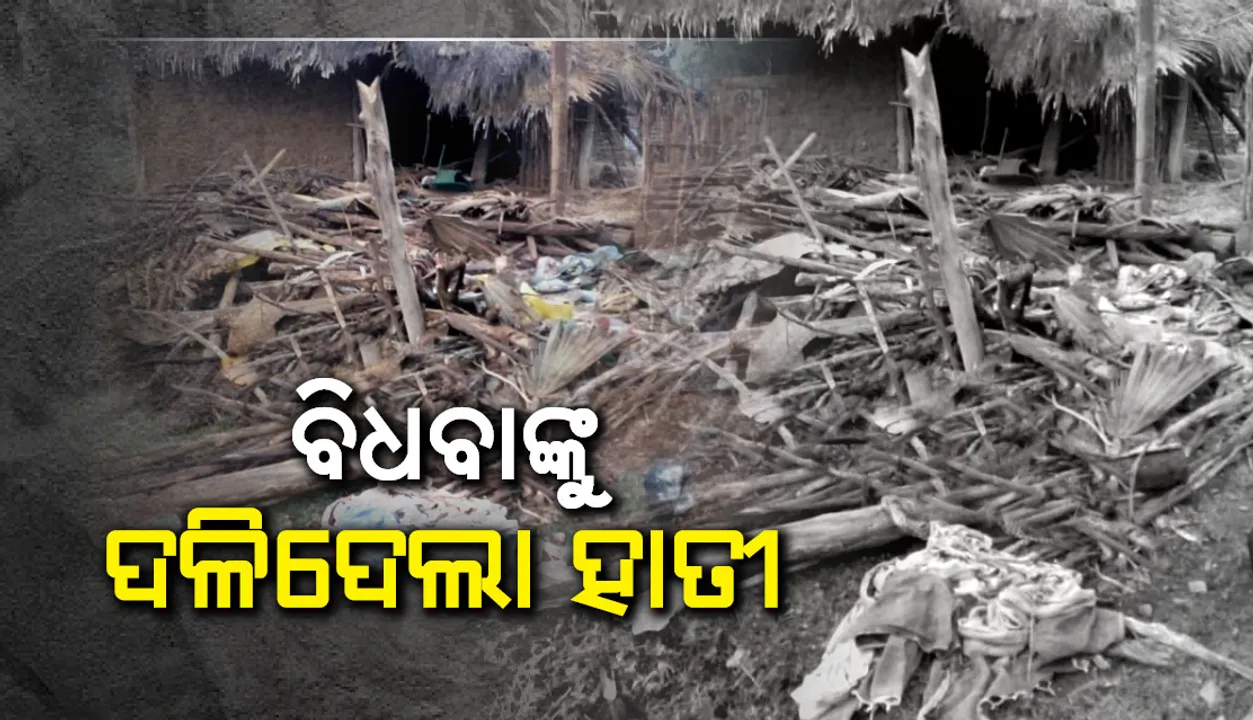  ବୃଦ୍ଧାଙ୍କୁ ଦଳି ଦେଲା ହାତୀ