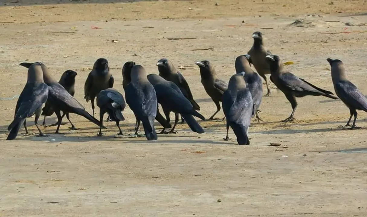  ଖାଦ୍ୟ ଚିନ୍ତାରେ ବୈଠକ! (ଫଟୋ: ମନୋଜ ବିଶ୍ୱାଳ, ବାଲେଶ୍ୱର)