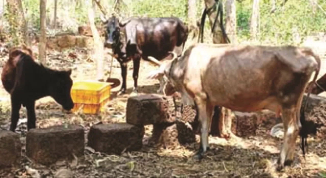  ମିଳୁନି ଗୋ-ଖାଦ୍ୟ : ଦୁଗ୍ଧ ଚାଷୀଙ୍କ ମୁଣ୍ଡରେ ଚଡ଼କ