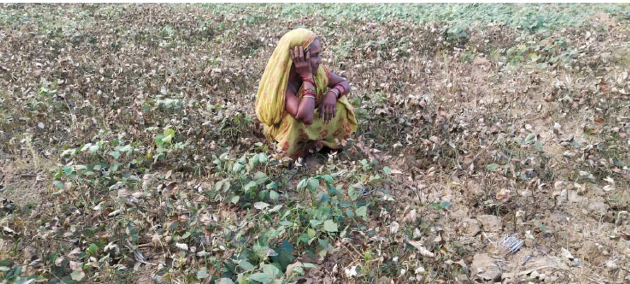  ଘାସ ଔଷଧ ପକାଇବାରୁ ଜଳିଗଲା ମୁଗ ଫସଲ