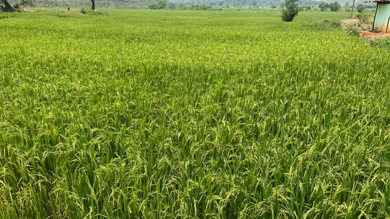  ହସୁଛି ଖେତ କାନ୍ଦୁଛି କୃଷକ । (ଫଟୋ: ତରୁଣ, ଜୟପୁର)