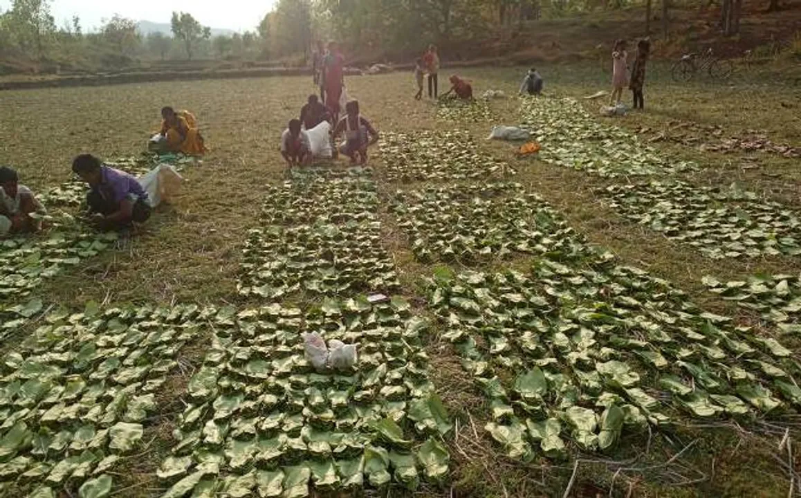  ଲକଡାଉନ ଓ କୁଆପଥର ମାଡ଼ ଯୋଗୁଁ କେନ୍ଦୁପତ୍ର କ୍ଷତିଗ୍ରସ୍ତ, କଳାହାଣ୍ଡି ଜିଲ୍ଲାରେ ୨୦ ପ୍ରତିଶତ କେନ୍ଦୁପତ୍ର ନଷ୍ଟ