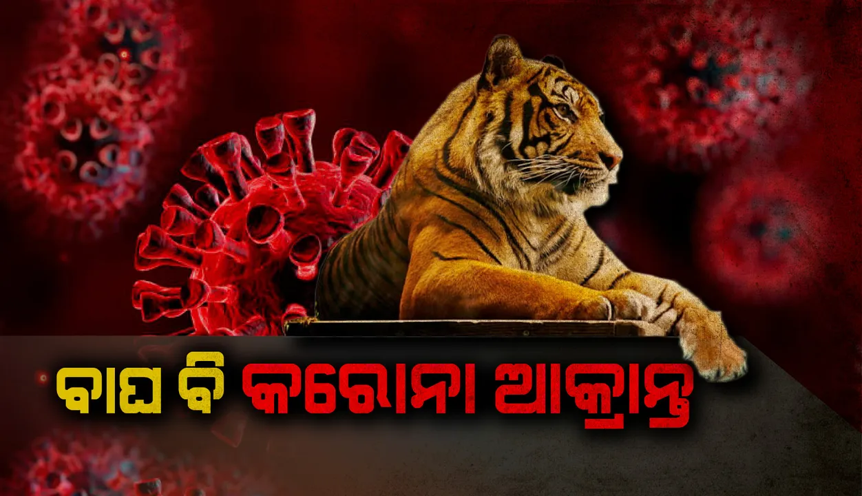  ନ୍ୟୁୟର୍କର ବ୍ରଙ୍କ୍ସ୍ ଚିଡ଼ିଆଖାନାର ବାଘ କରୋନାଭାଇରସ୍ ଦ୍ୱାରା ସଂକ୍ରମିତ
