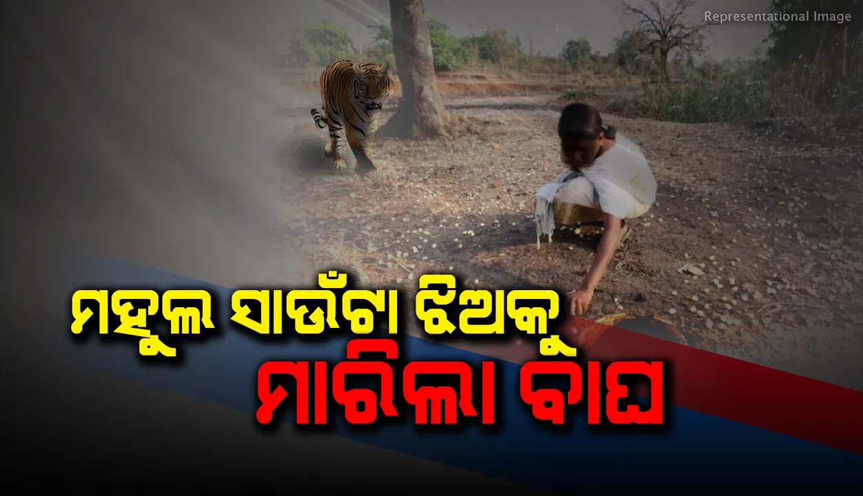  ମହୁଲ ସାଉଁଟା ଝିଅକୁ ମାରିପକାଇଲା ବାଘ