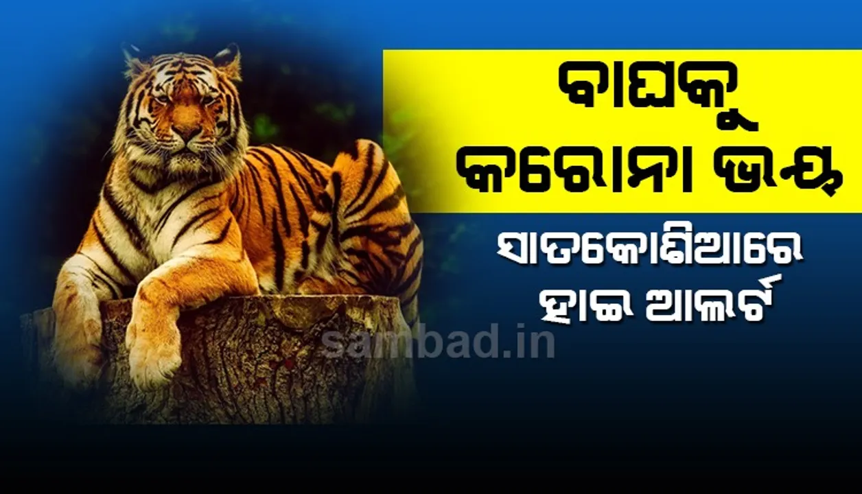 ସାତକୋଶିଆ ବ୍ୟାଘ୍ର ପ୍ରକଳ୍ପରେ ଆଲର୍ଟ: ମଣିଷଠୁ କରୋନା ସଂକ୍ରମଣ ଭୟ, ଜଳାଶୟ ହୋଇପାରେ ପ୍ରମୁଖ ମାଧ୍ୟମ