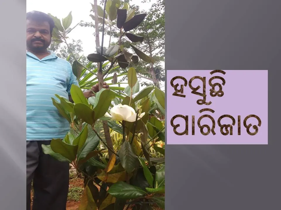  ବଗିଚାରେ ହସୁଛି ପାରିଜାତ । (ଫଟୋ: ବଟକୃଷ୍ଣ, ଫୁଲବାଣୀ)