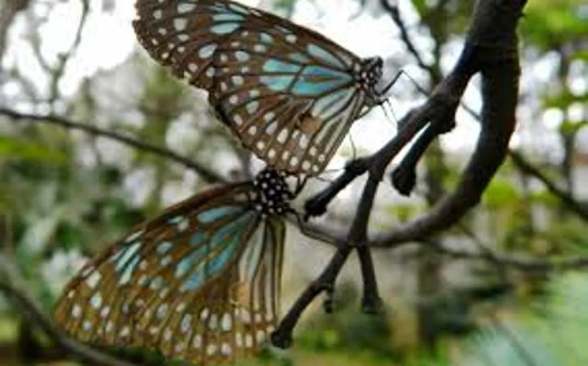  ପ୍ରଜାପତିମୟ ପରିବେଶ ଆଣିଛି କରୋନା