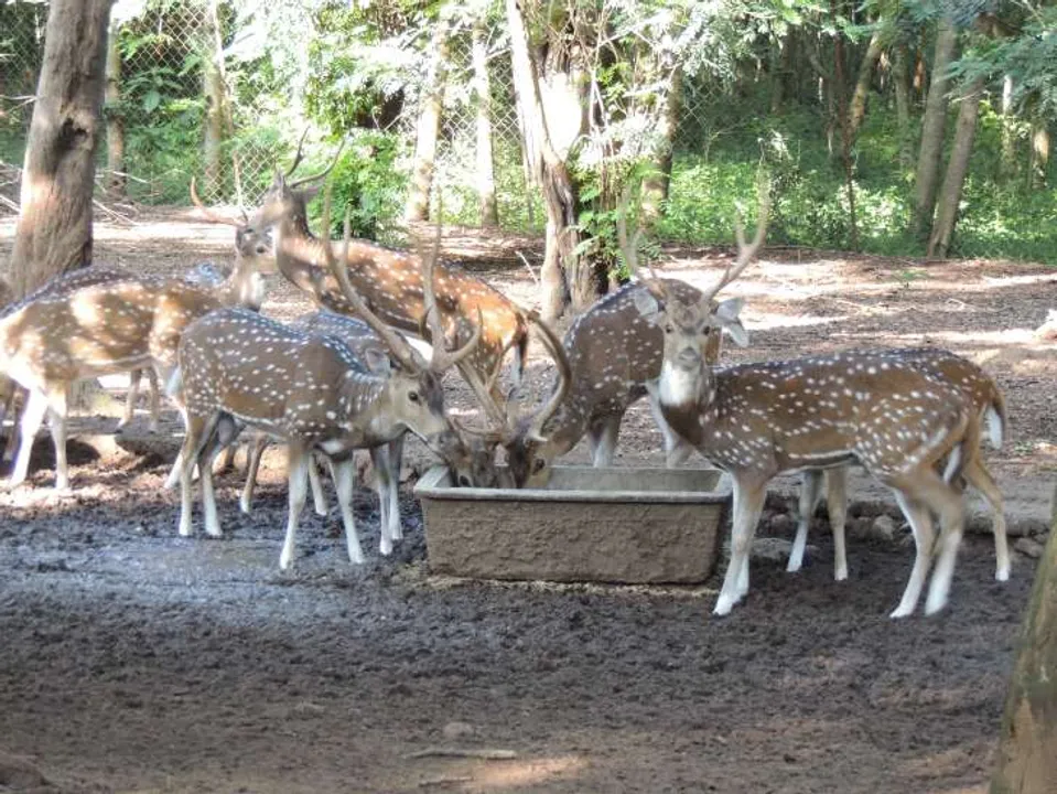  Berhampur ‘Deer Park’ is moving to Parlakhemundi 