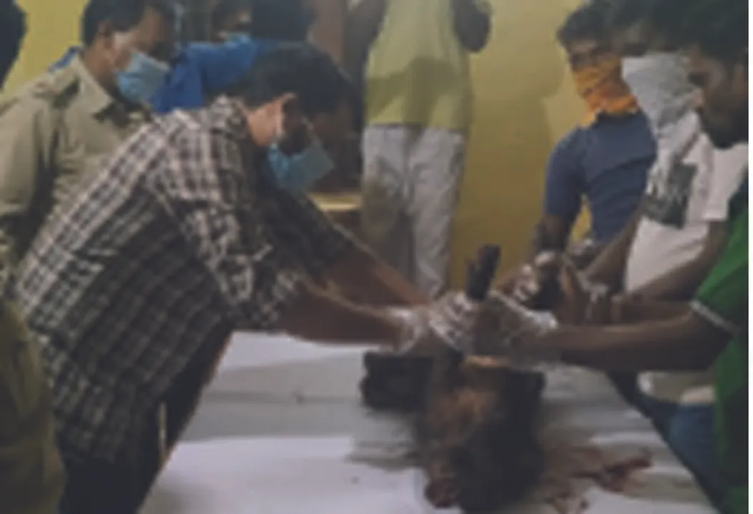  ଜଙ୍ଗଲରୁ ତିନି ମୃତ ବାର୍‌ହା ଉଦ୍ଧାର!