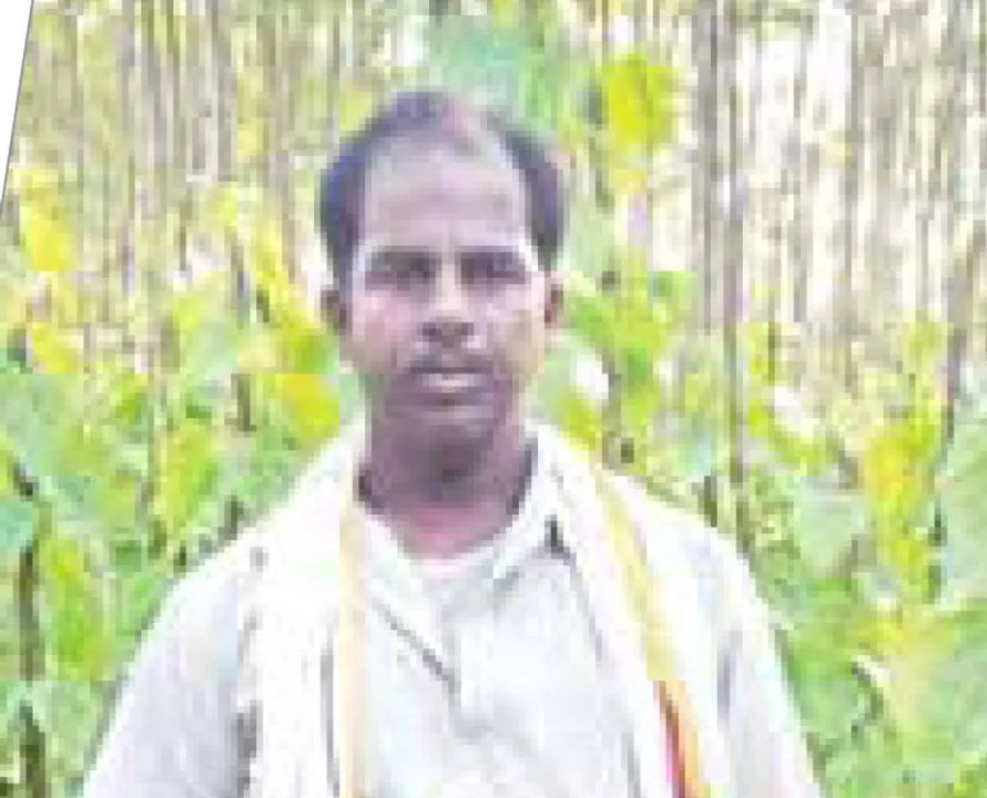  କରୋନା ଉଜାଡ଼ିଲା ପାନ ବରଜ