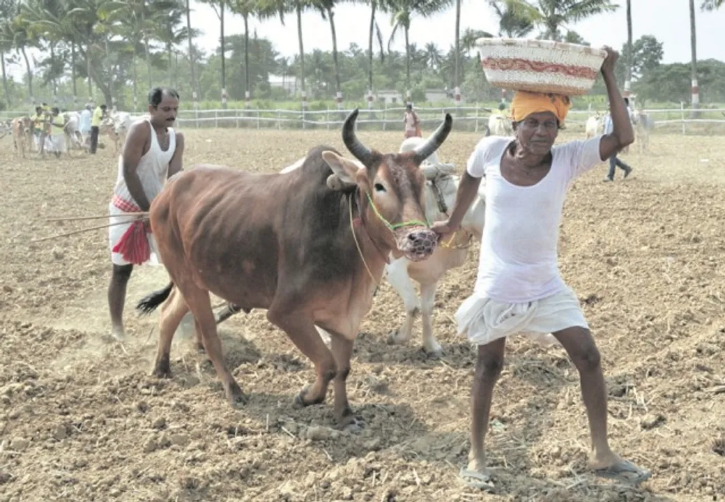  ଅନୁକୂଳର ପର୍ବ ଅକ୍ଷୟ ତୃତୀୟା