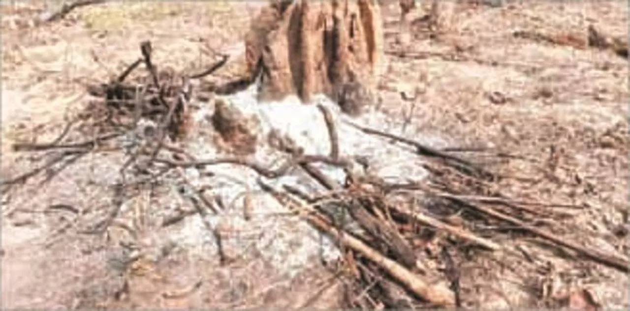 ଲକ୍‌ଡାଉନ୍‌ରେ କାଠ ମାଫିଆ ସକ୍ରିୟ : ସାଇକେଲ୍, ଗାଡ଼ିରେ ବେଧଡ଼କ୍ ଜିଲ୍ଲାପାର୍, ରୋଜଗାର ଆଳରେ ଦିନମଜୁରିଆଙ୍କୁ ମୋହରା ସଜାଇଛନ୍ତି