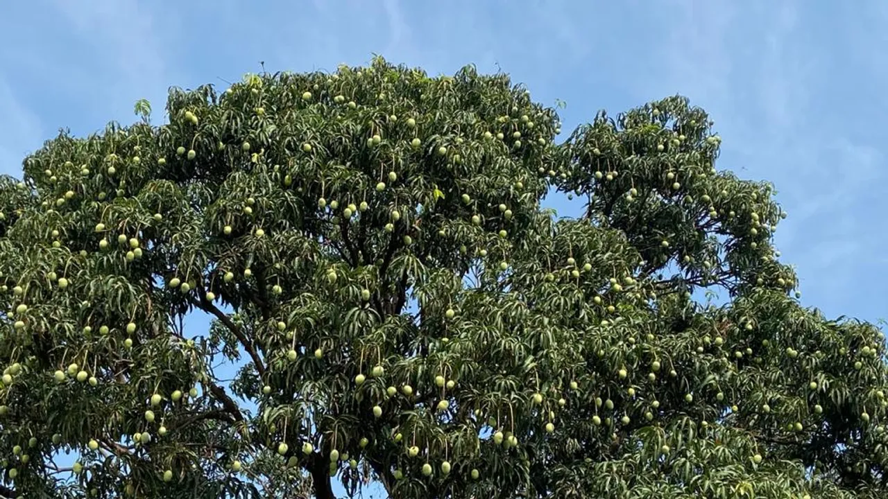  ଜୟପୁର: ବୋଝରେ ବି ହସୁଛି ଆମ୍ବଗଛ ।