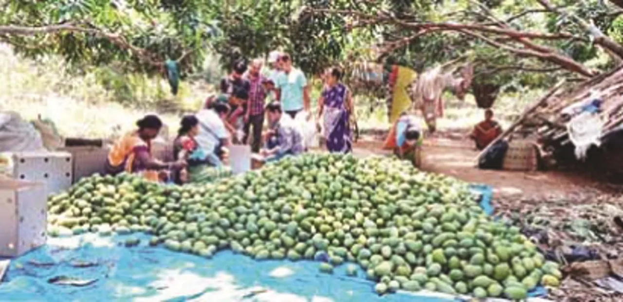 ଲକଡାଉନ୍ ପ୍ରଭାବରେ ଜାତୀୟ ବଜାରରେ ପହଞ୍ଚିବନି ରାୟଗଡ଼ା ଆମ୍ବ