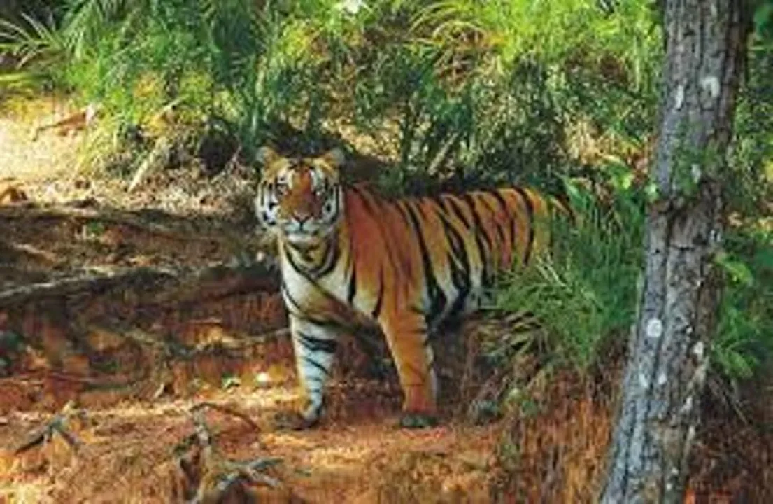  image source-satkosia.org 