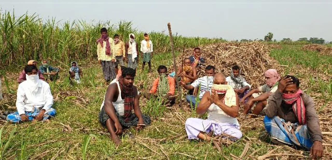  ଚିନିକଳ ବନ୍ଦ ଯୋଗୁ କ୍ଷେତରେ ପଡ଼ିଛି ୨ହଜାର ଟନ୍ ଆଖୁ, ଚିନ୍ତାରେ ଚାଷୀ