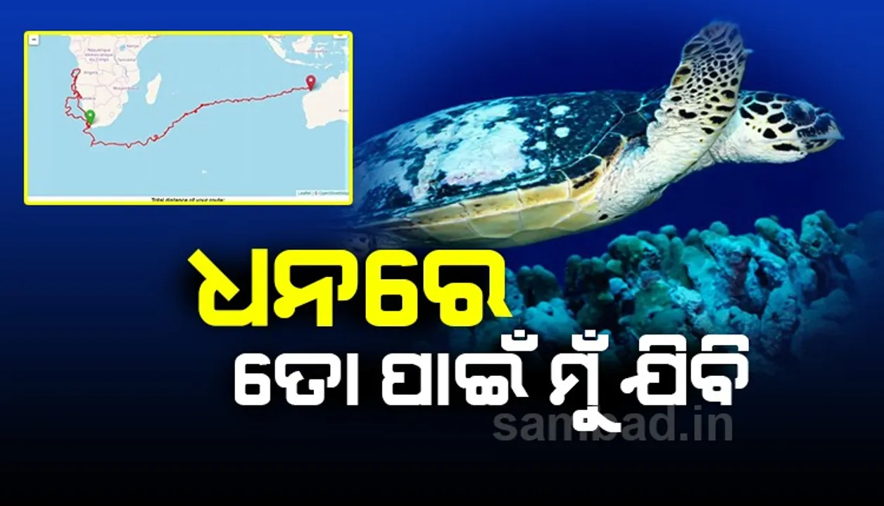  ଜନ୍ମ ଦେବା ଏବଂ ପାଳନ କରିବାକୁ ୩୭୦୦୦ କିଲୋମିଟର ଯାତ୍ରା କଲା ମା କଇଁଛ