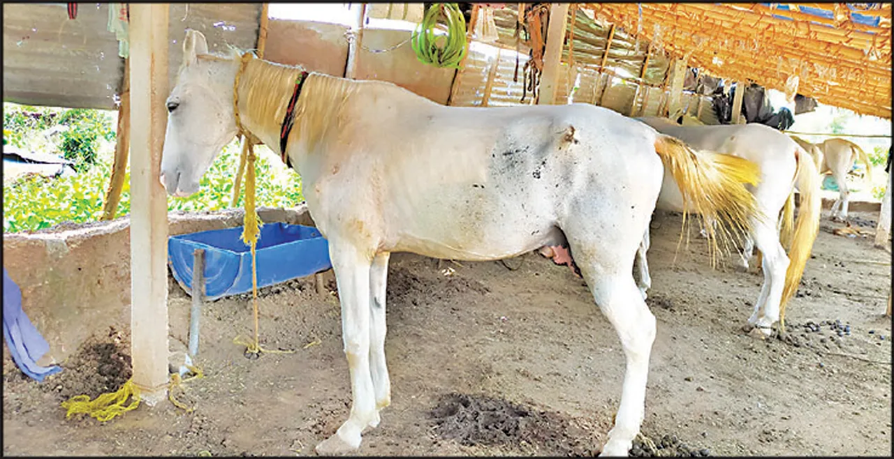  ଘୋଡ଼ାଙ୍କୁ ନେଇ ବଂଚୁଥିବା ବ୍ୟବସାୟୀଙ୍କୁ କରୋନା ମାଡ଼, ଖାଇବା ଅଭାବରୁ ଦୁର୍ବଳ ହେଲେଣି ଘୋଡ଼ା