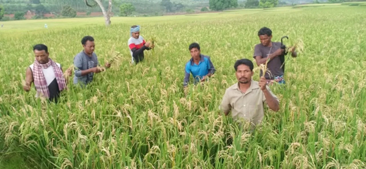  ମୟୂରଭଞ୍ଜ: ପାଚିଲା ଧାନ କ୍ଷେତକୁ ଅମ୍ଫାନ୍ କାଳ: ଜିଲ୍ଲାର ୧୨ଶହ ହେକ୍ଟର ଶସ୍ୟକ୍ଷେତ୍ରରେ କଟାହୋଇନି ଧାନ
