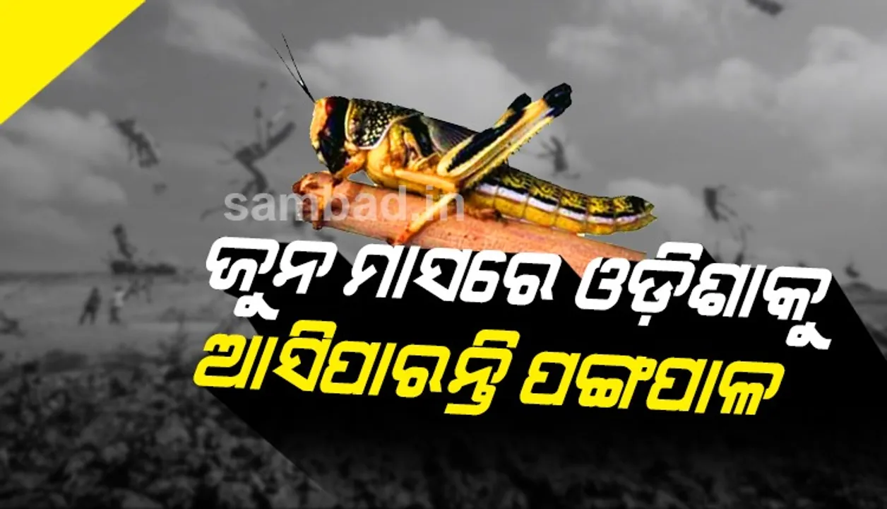  ଜୁନ୍‌ ମାସରେ ଓଡ଼ିଶାକୁ ଆସିପାରନ୍ତି ପଙ୍ଗପାଳ