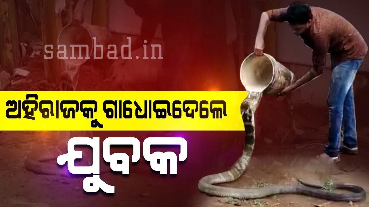  ପ୍ରବଳ ଗ୍ରୀଷ୍ମ ପ୍ରବାହରେ କେମିତି ଅହିରାଜକୁ ସ୍ନାନ କରାଉଛନ୍ତି ଏହି ଯୁବକ ଦେଖନ୍ତୁ