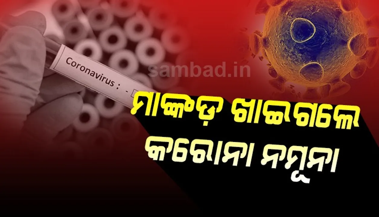  ମିରଟରେ ଅଜବ ଘଟଣା : ମାଙ୍କଡ଼ ଖାଇଗଲେ କରୋନା ନମୁନା, ସଂକ୍ରମଣ ଆଶଙ୍କା  
