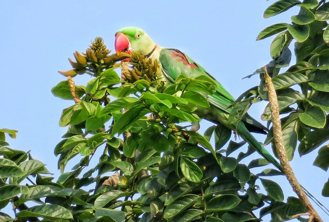  ଖାଇବାରେ ବ୍ୟସ୍ତ । (ଫଟୋ: ମନୋଜ ବିଶ୍ୱାଳ, ବାଲେଶ୍ୱର)