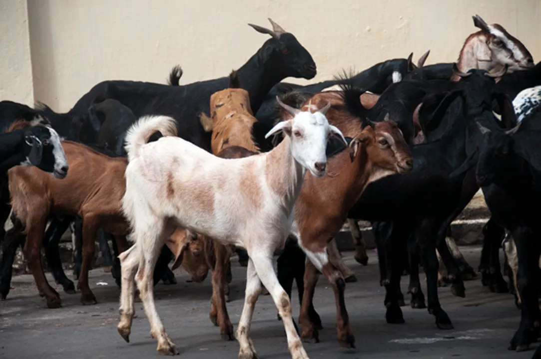  DeshGujarat 