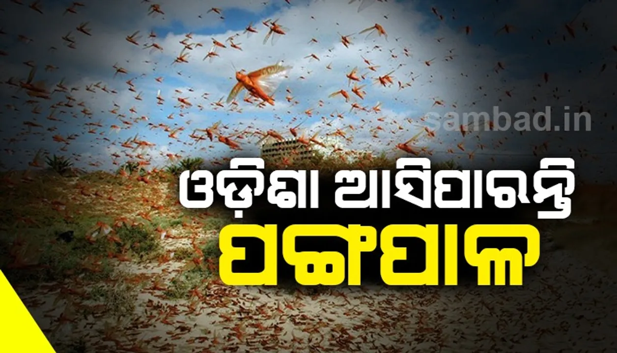  ପୂର୍ବମୁଖା ହେଲେ ଓଡ଼ିଶା ମାଡ଼ି ଆସିପାରନ୍ତି ପଙ୍ଗପାଳ ଦଳ, ପୂର୍ବାନୁମାନ କଲା ଫୁଡ ଆଣ୍ଡ ଏଗ୍ରିକଲଚର ଓର୍ଗାନାଇଜେସନ୍