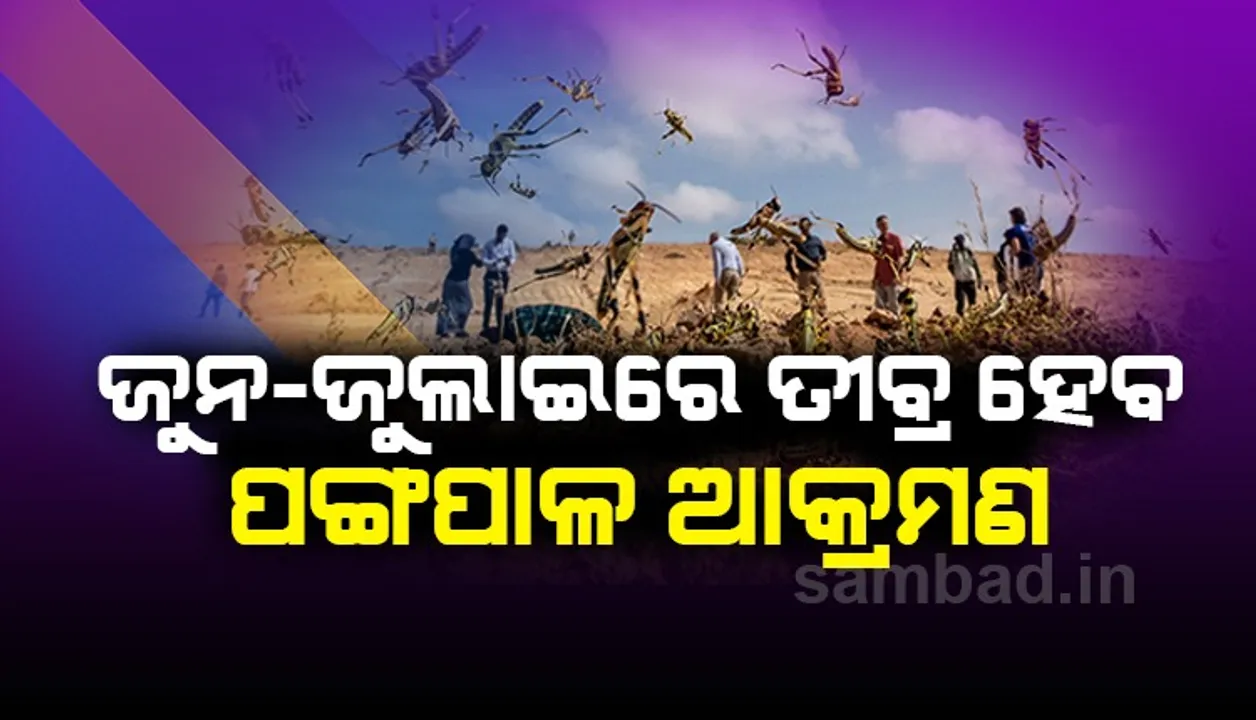  ଦେଶ ଉପରେ ଶଣ୍ଢୁଆଶୀ ଆକ୍ରମଣ କରିପାରନ୍ତି ପଙ୍ଗପାଳ; ସତର୍କ କଲା ମିଳିତ ଜାତିସଂଘର ଏଫ୍‌ଏଓ