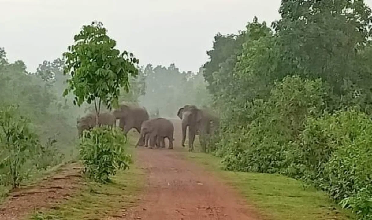  ଓଡ଼ିଶା-ଝାଡ଼ଖଣ୍ଡ ସୀମାରେ ହାତୀ ଆକ୍ରମଣରେ ବୃଦ୍ଧଙ୍କର ମୃତ୍ୟୁ