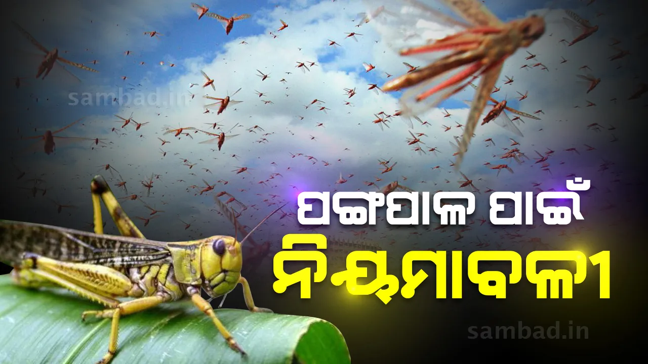  ଛତିଶଗଡ଼ରେ ପଙ୍ଗପାଳ ପହଞ୍ଚିବା ପରେ ମୁକାବିଲା ଲାଗି ରାଜ୍ୟ ସରକାର ଜାରି କଲେ ନିୟମାବଳୀ