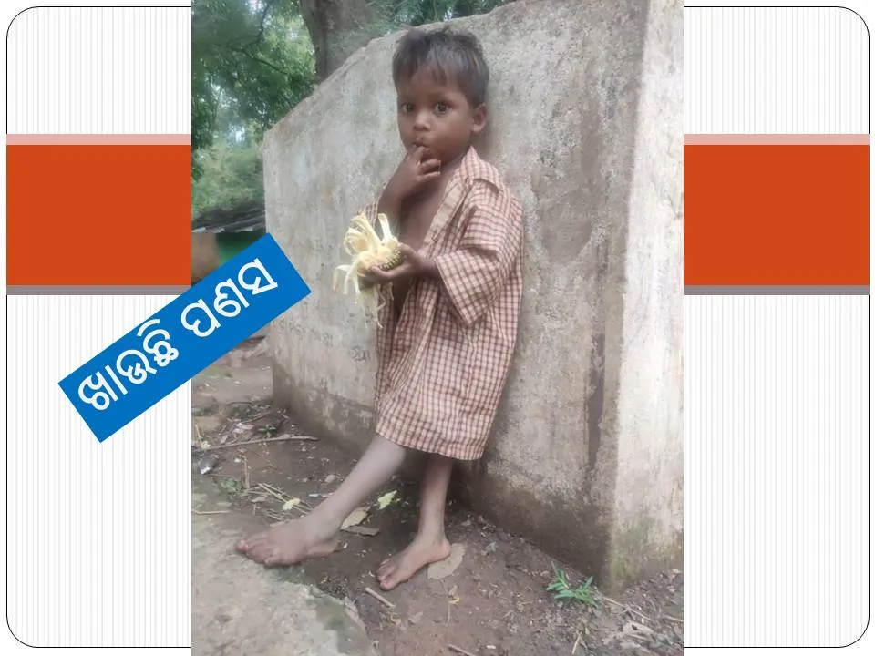  ଯାଉନି ସ୍କୁଲ, ଖାଉଛି ପଣସ ପେଟ ଫୁଲ। (ଫଟୋ: ତରୁଣ, ଜୟପୁର)
