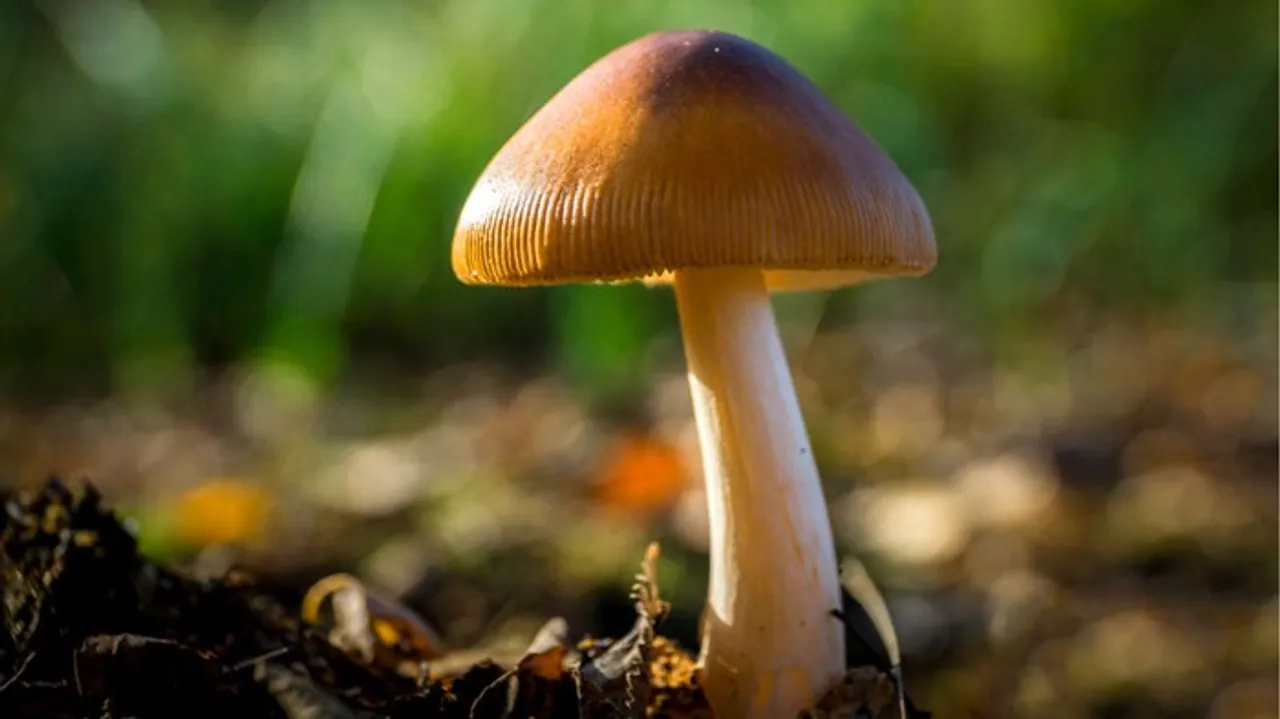  nature 