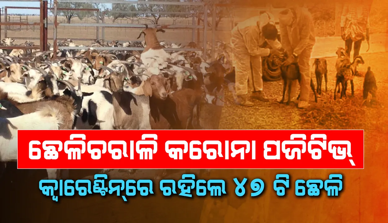  ଛେଳିଚରାଳି କରୋନାଭାଇରସ୍ ପଜିଟିଭ୍ ବାହାରିବାରୁ କ୍ବାରେଣ୍ଟିନ୍‌ରେ ରହିଲେ ୪୭ଟି ଛେଳି