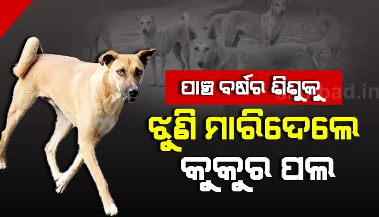  ପାଞ୍ଚ ବର୍ଷର ଶିଶୁକୁ ଝୁଣି ମାରିଦେଲେ କୁକୁର ପଲ