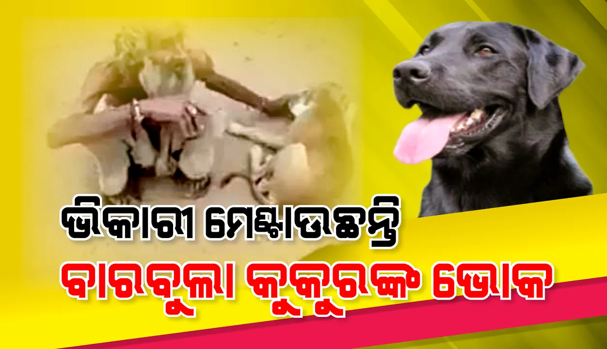  ବାରବୁଲା କୁକୁରଙ୍କୁ ଜଣେ ଭିକାରୀ କ୍ଷୀର ପିଆଉ ଥିବା ଦେଖି ଲୋକେ କହିଲେ କୋଟି ପ୍ରଣାମ