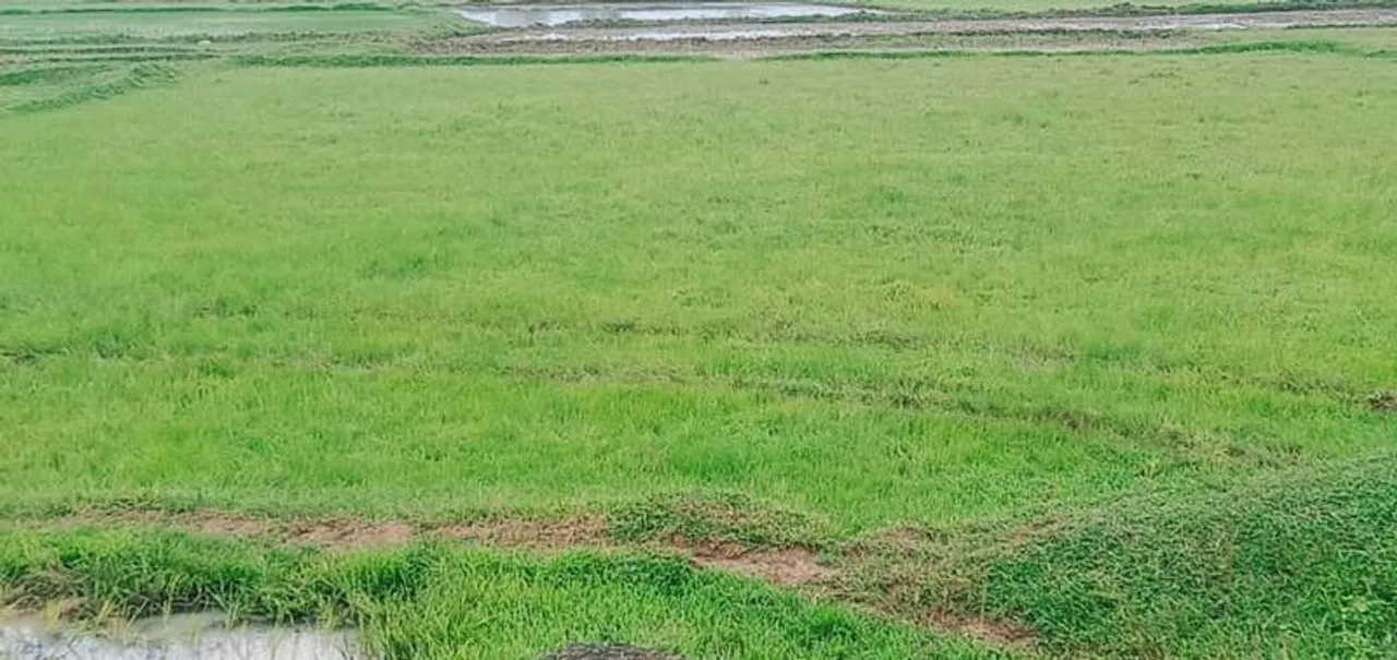  ମୟୂରଭଞ୍ଜରେ ମୌସୁମୀର ଲୁଚକାଳି ଖେଳ : କମିଛି ବର୍ଷା, କୃଷିକାର୍ଯ୍ୟରେ ବାଧା, ଚିନ୍ତାରେ ଚାଷୀ