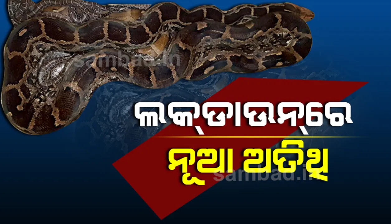  ଲକ୍‌ଡାଉନ୍‌ରେ ଡିୟର ପାର୍କକୁ ଆସିଲେ ନୂଆ ଅତିଥି, ଅଣ୍ଡାରୁ ବାହାରିଲେ ୧୦ ଅଜଗର ଛୁଆ