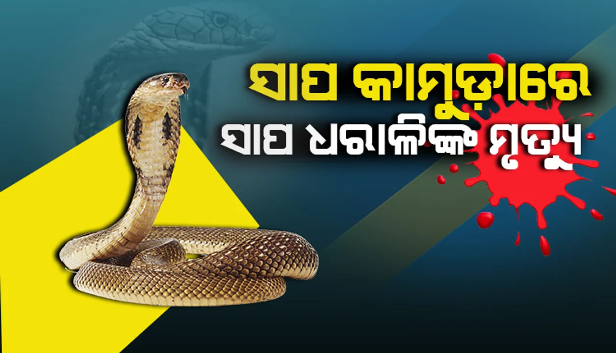  ସାପ କାମୁଡ଼ାରେ ସାପ ଧରାଳିଙ୍କ ମୃତ୍ୟୁ