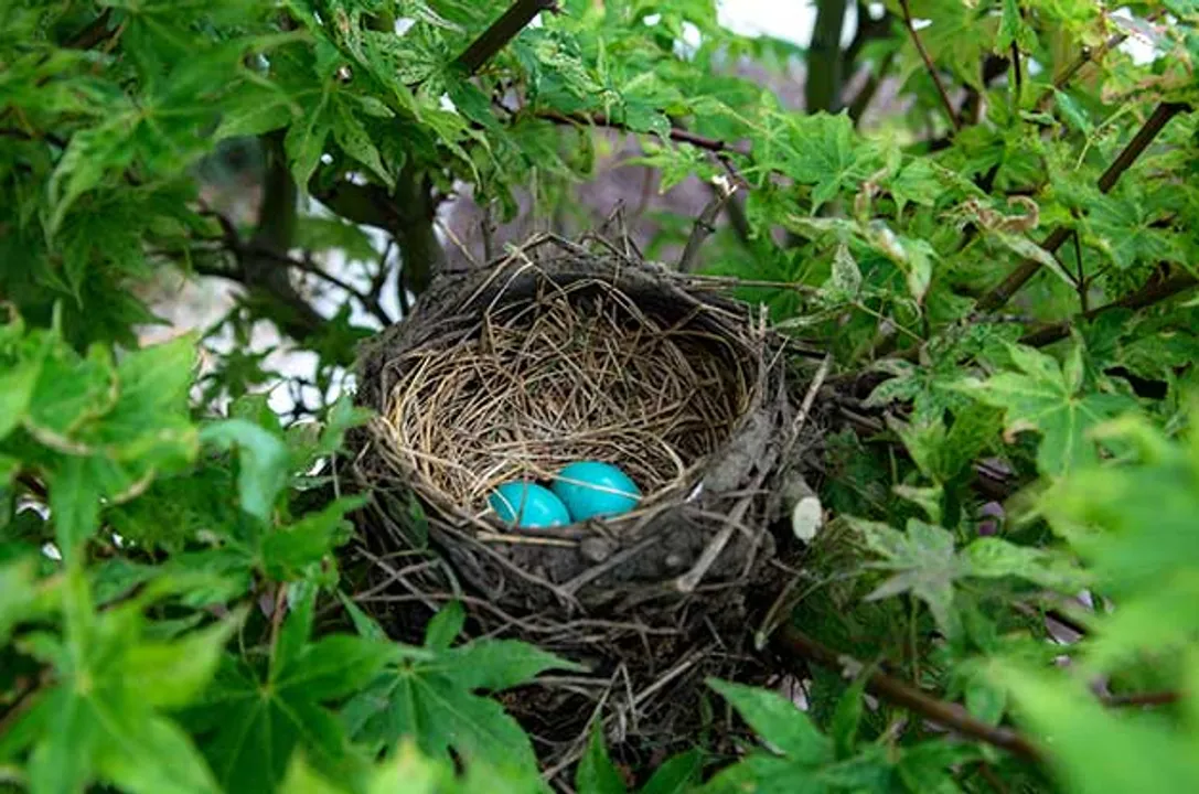  photo-birds and blooms 