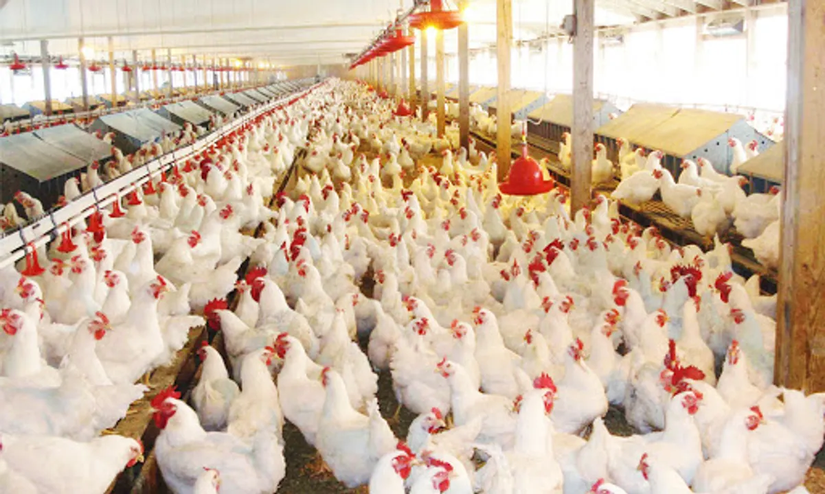  chickenpoultry.net 