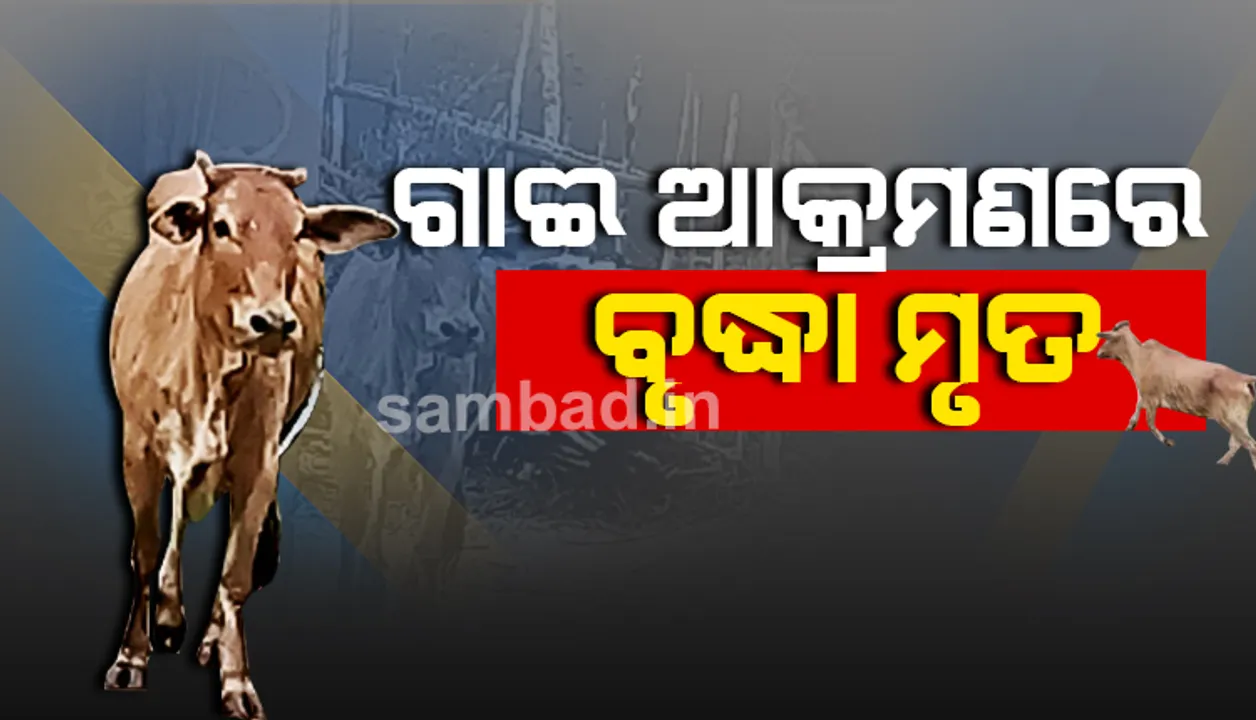  ବୃଦ୍ଧାଙ୍କୁ କାମୁଡ଼ି କାମୁଡ଼ି ମାରିଦେଲା ଗାଈ!