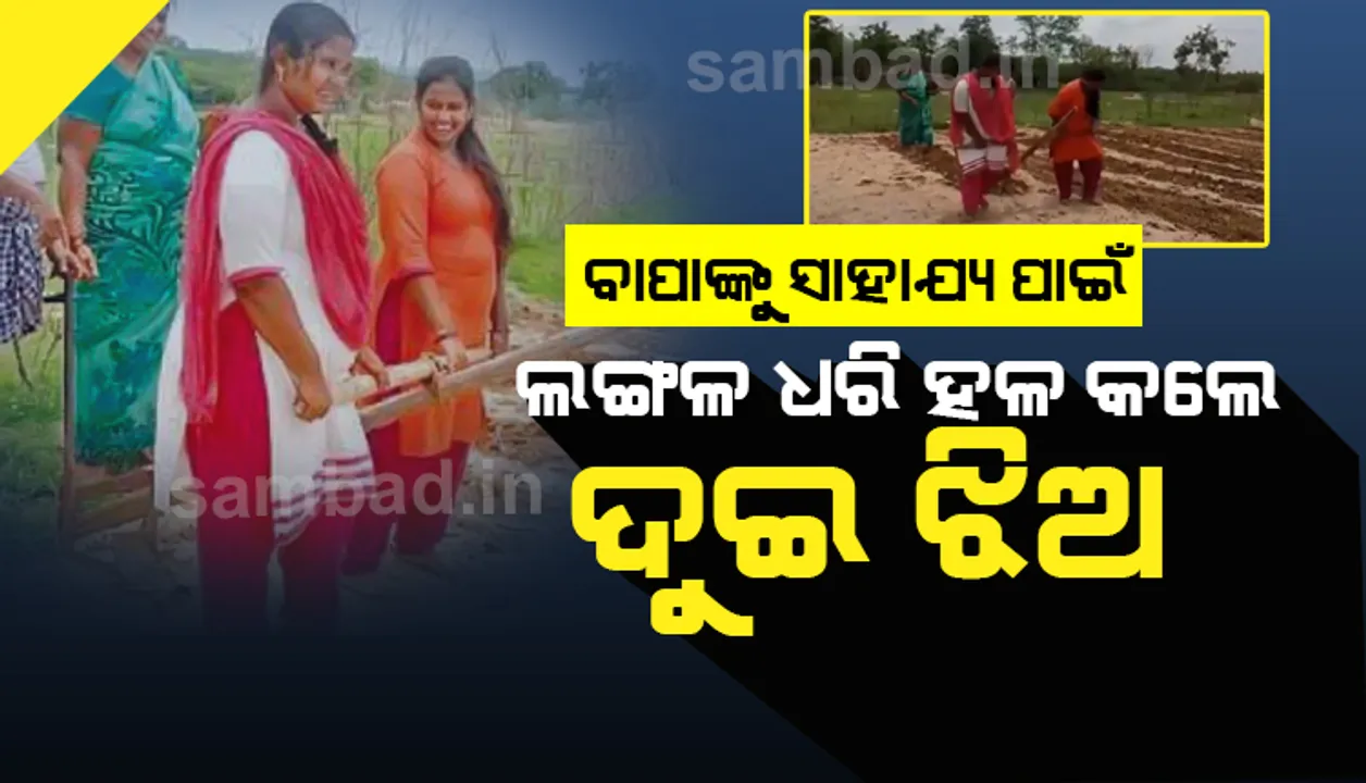  ଦେଖନ୍ତୁ କିପରି କରୋନା କାଳରେ ବାପାଙ୍କୁ ସାହାଯ୍ୟ କରିବା ପାଇଁ ଜମିରେ ବଳଦର କାମ କରୁଛନ୍ତି ଦୁଇଝିଅ