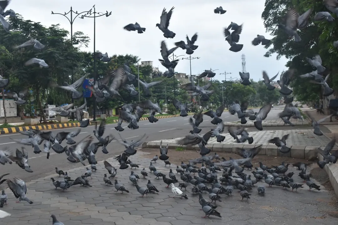  ରାଜଧାନୀର ଜନପଥରେ ଖାଇବାରେ ବ୍ୟସ୍ତ। (ଫଟୋ: ବିଭୂତି, ଭୁବନେଶ୍ୱର)