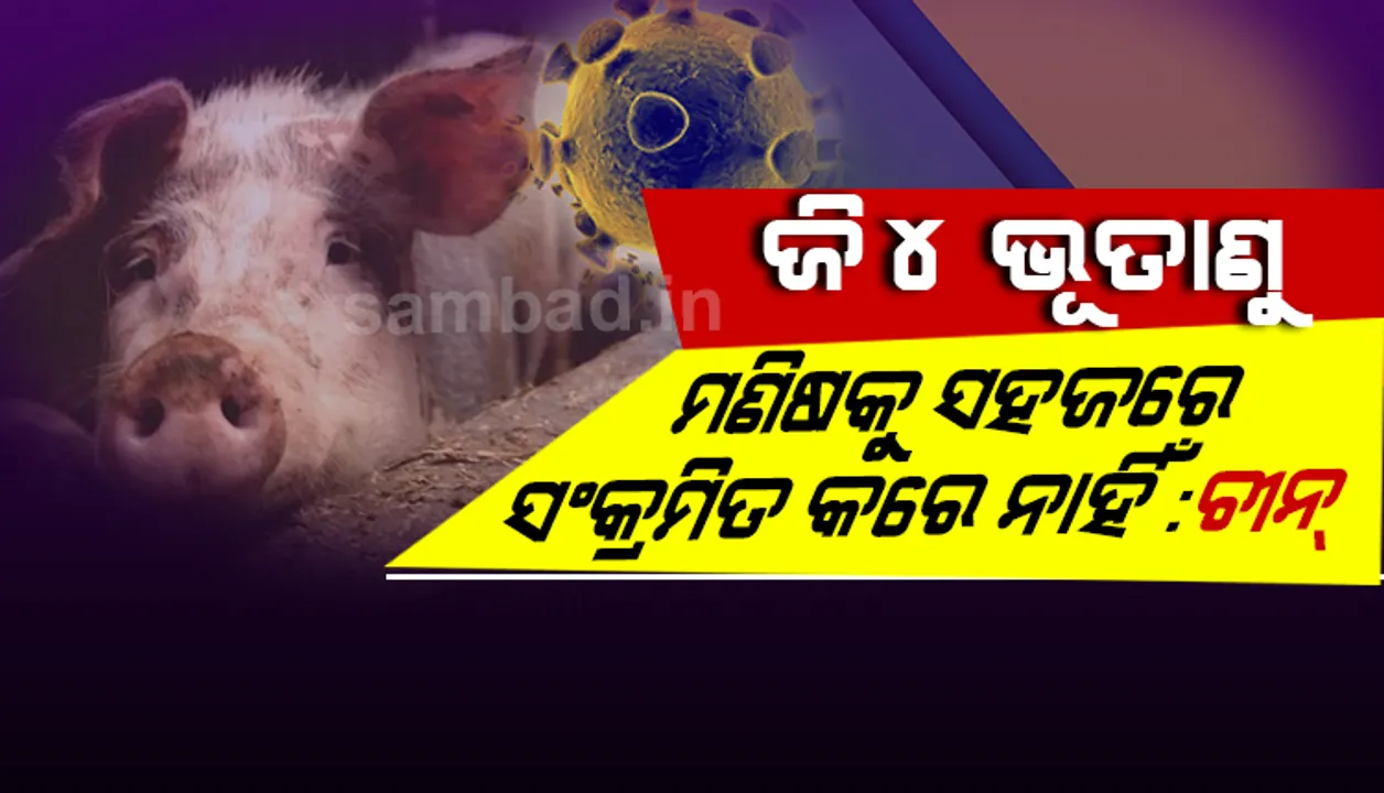  ନୂଆ ଭୂତାଣୁ ଚିହ୍ନଟ ପରେ ଚୀନର ବୟାନ : ଜି୪ ସ୍ୱାଇନ୍ ଫ୍ଲୁ ନୂଆ ନୁହେଁ, ଏହା ସହଜରେ ମଣିଷକୁ ସଂକ୍ରମିତ କରେ ନାହିଁ